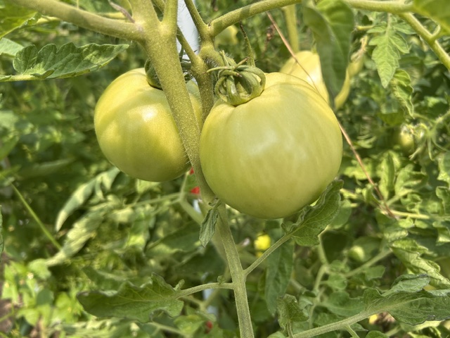  up close photo of green tomatoes growing on the vine 