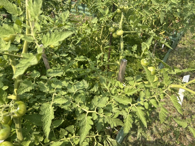 image of green tomatoes growing on the vine in the outdoor garden 