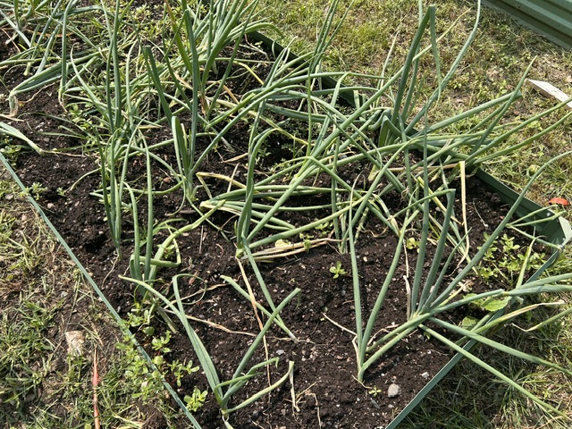 Image of mature onion plants growing in the garden beds 