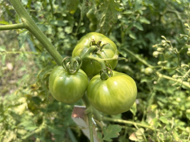 green tomatoes growing on the vine 