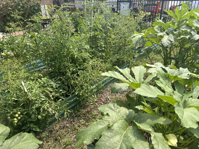A variety of vegetable plants growing in the outdoor garden