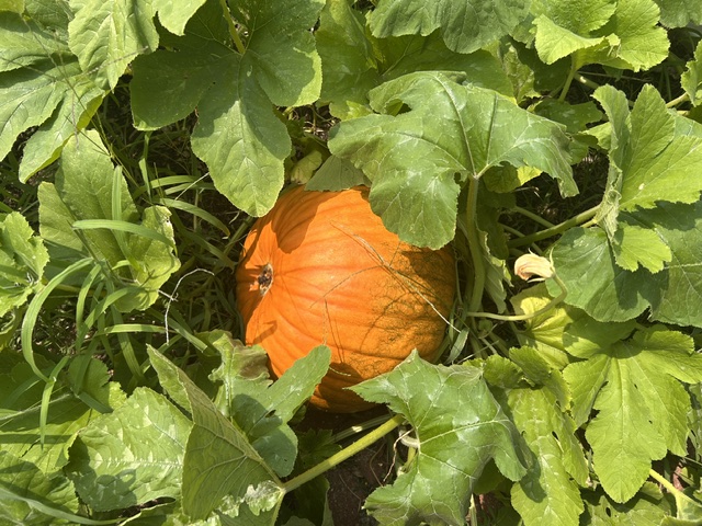 Large pumpkin peeking out of the vines in the garden