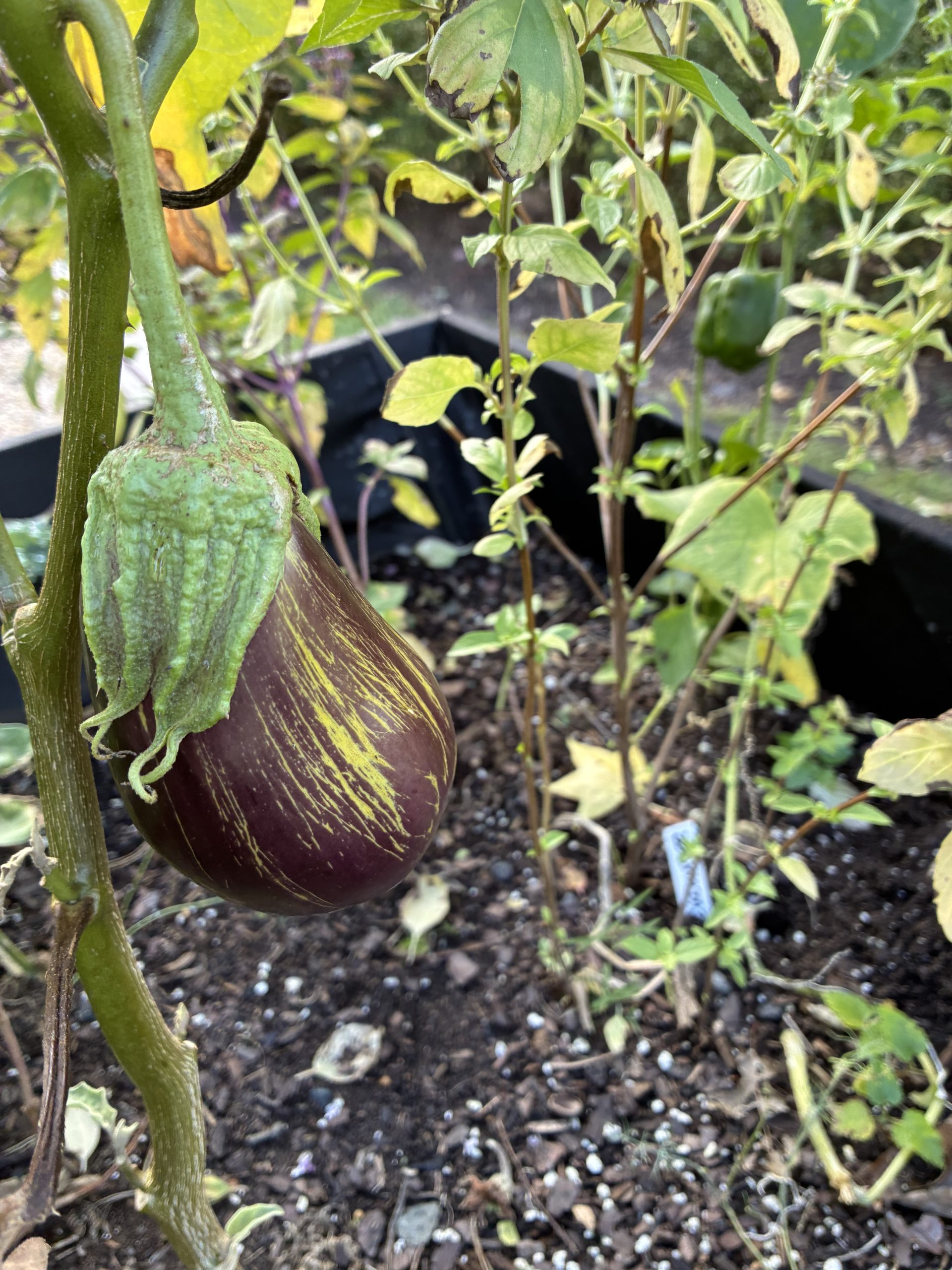 Close-up image of eggplant in Hanson Park Conservancy's garden bed