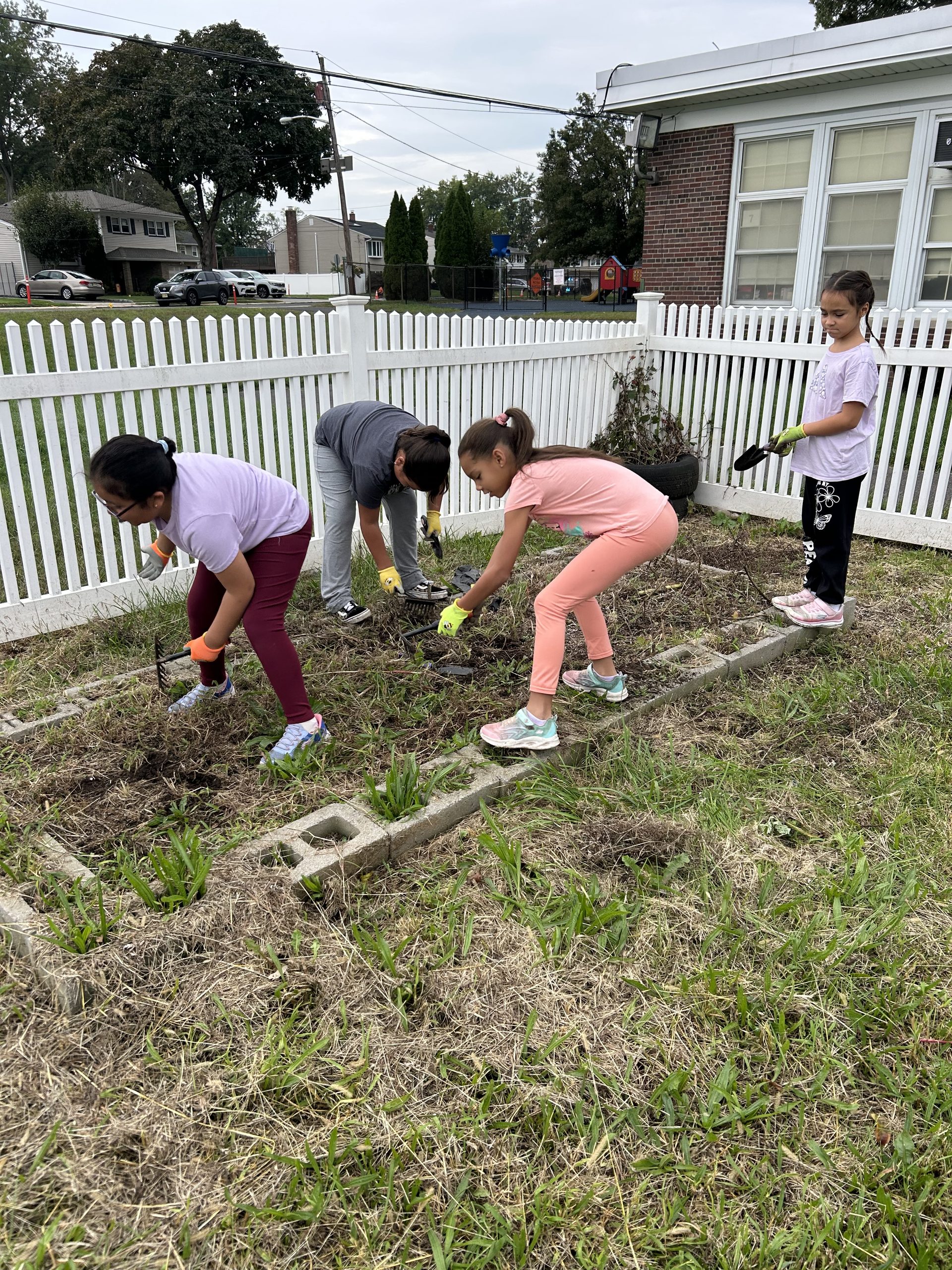 Four students working together, weeding the garden bed
