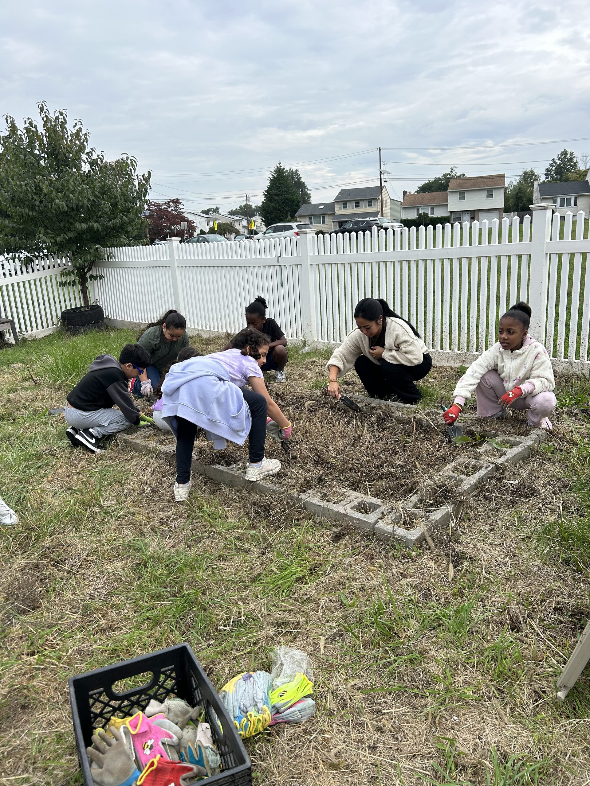 Another image of a group of students clearing the weeds out of a garden bed at Battle Hill Elementary