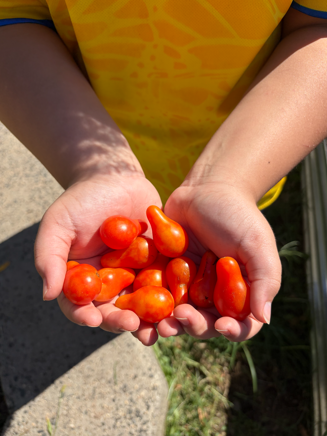 Student holding freshly picked teardrop cherry tomatoes