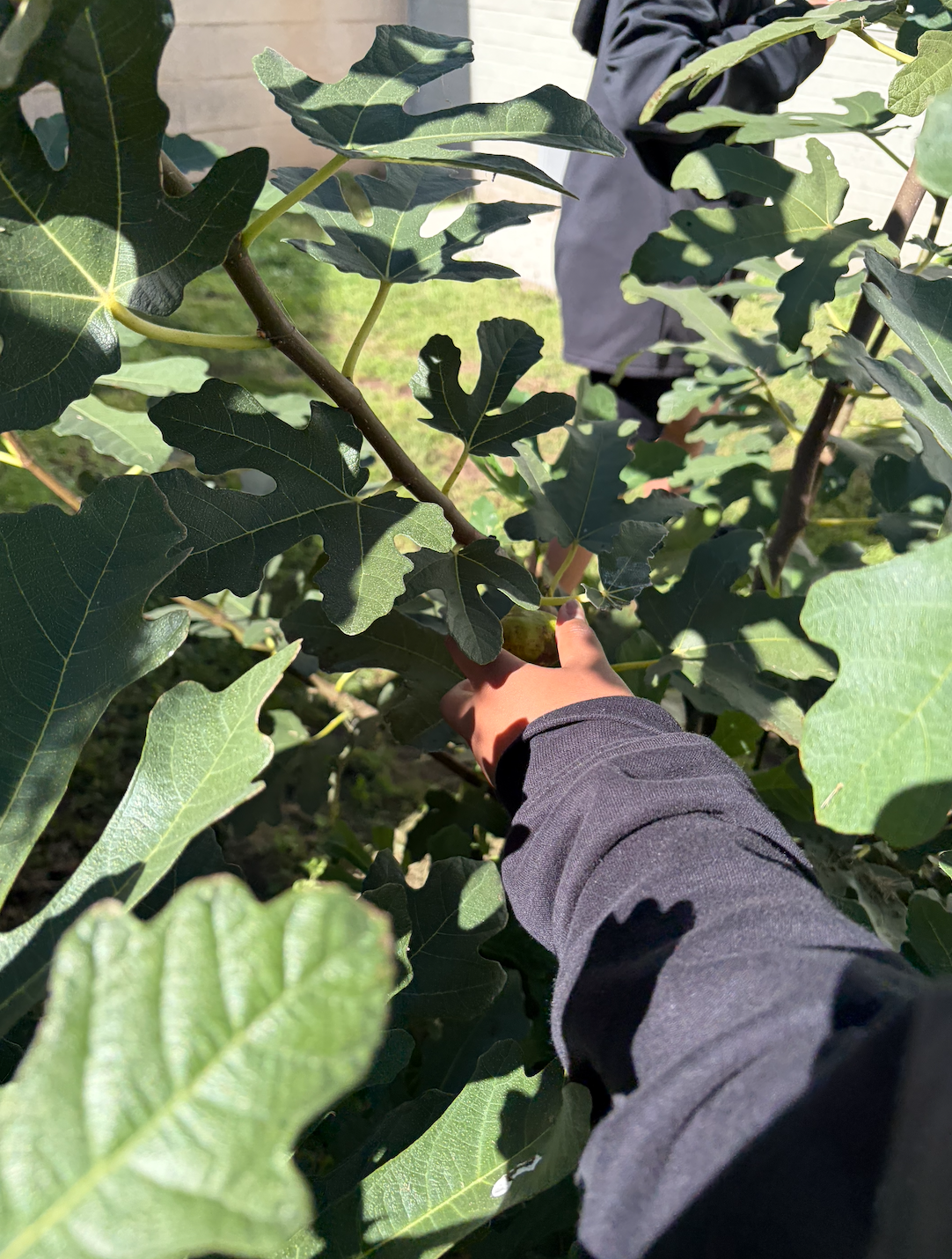 student plucking a fig from the fig tree
