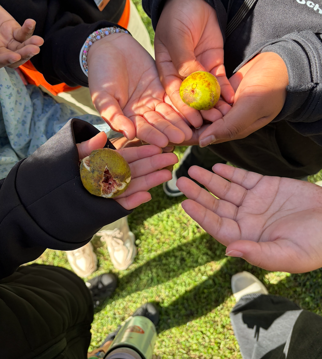 Photo of students' hands with palms facing up. Some students are holding figs