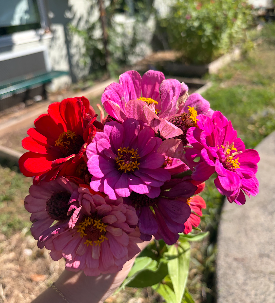 Image of a hand holding a freshly cut bouquet of pink, magenta and red zinnia flowers in the outdoors.