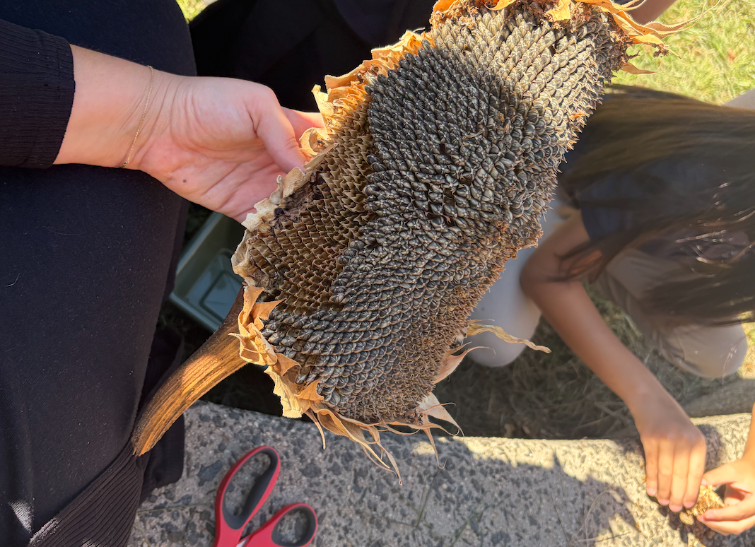 Image of a hand holding a dried sunflower head with some of the seeds removed
