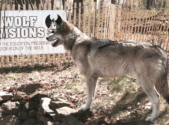 Wild Earth Fest wolf Union County NJ