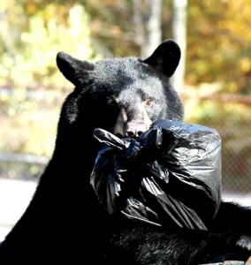 "Bear Aware" talk in Union County, NJ