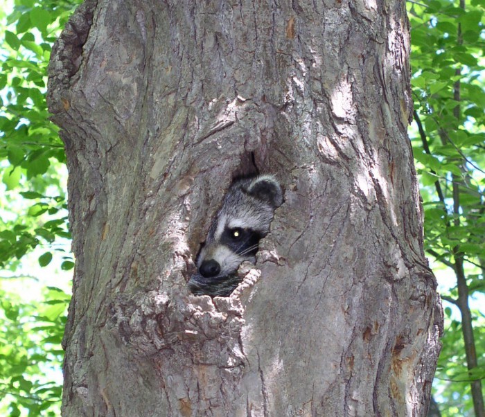 raccoon in tree Union County, NJ