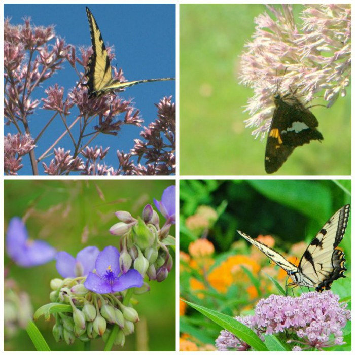Pollinator Habitats in Union County Parks and Community Gardens ...