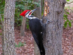 Pileated Woodpecker Photo by Sid Hamm