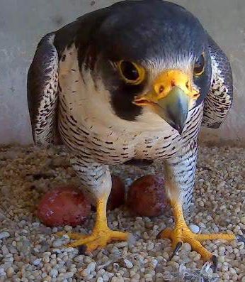 Falcon with 3 eggs 2016