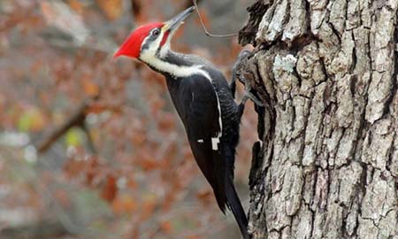 Pileated_Woodpecker via usfws