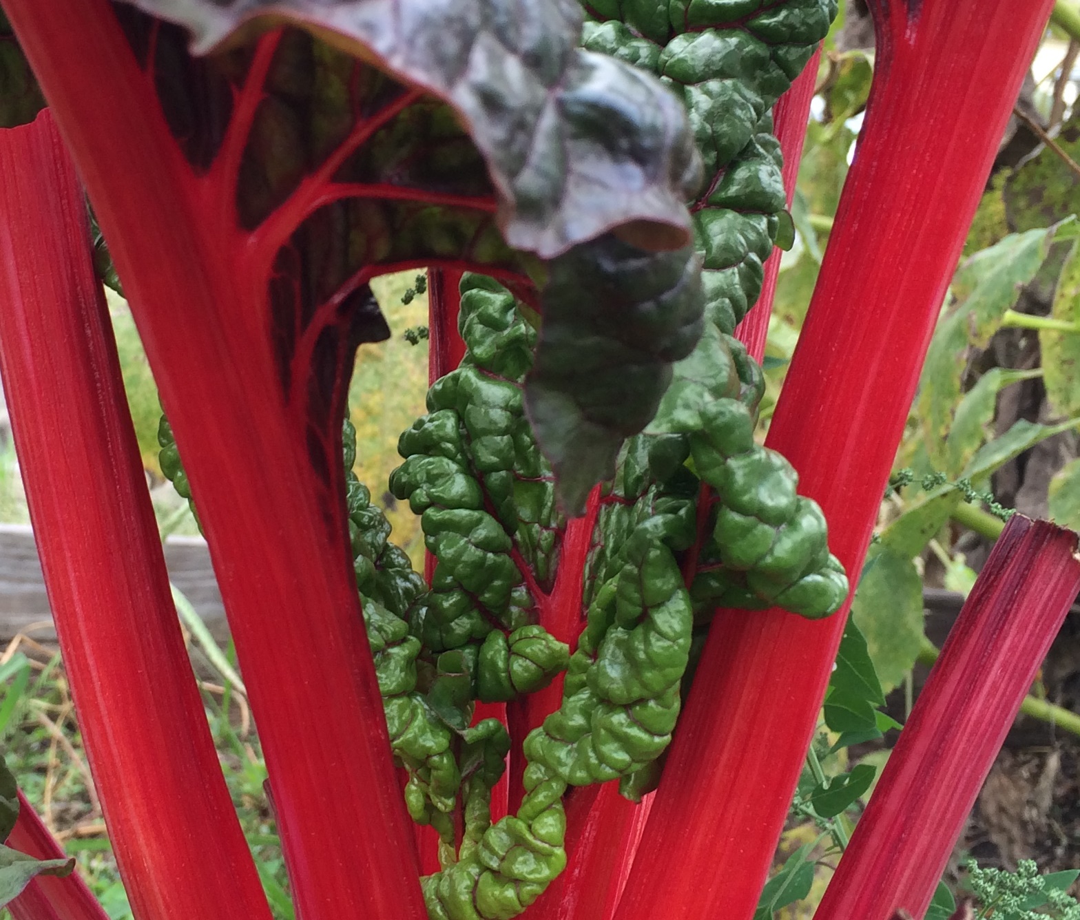 red-chard
