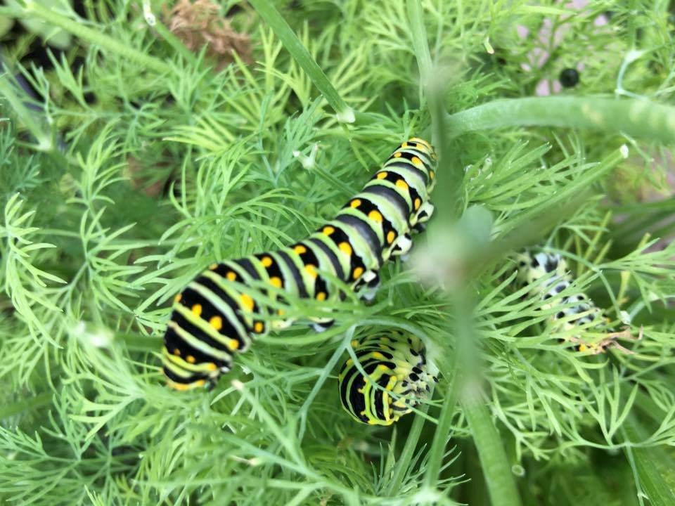Monarch caterpillars have already taken up residence in the new Scotch Plains - Fanwood Community Garden.