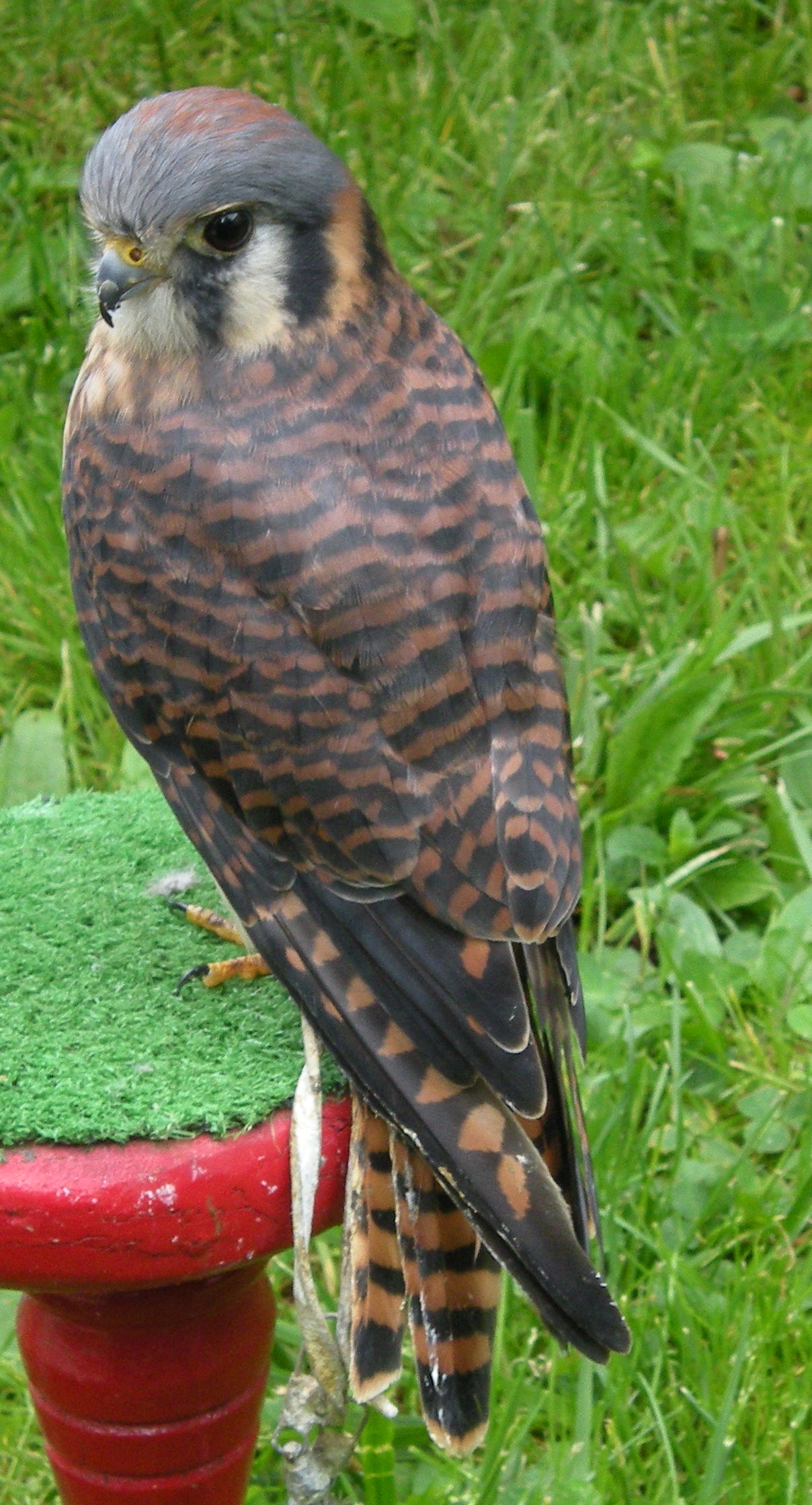 Live Birds of Prey at Trailside “New Jersey’s Magnificent