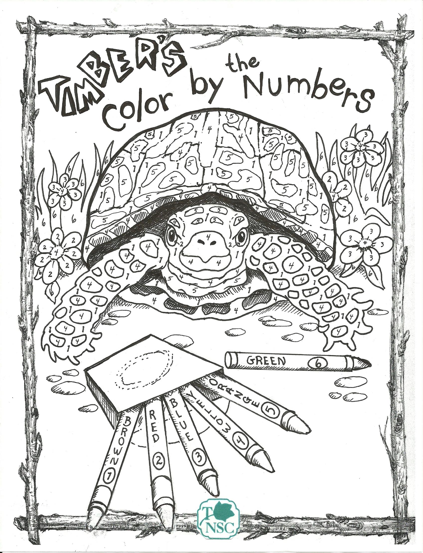 Website Box Turtle Coloring Page County Of Union