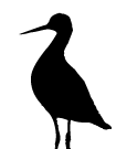 shorebird