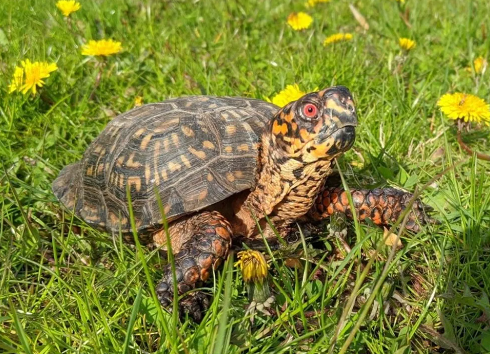 turtle in the grass