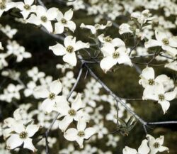white arboreal flowers