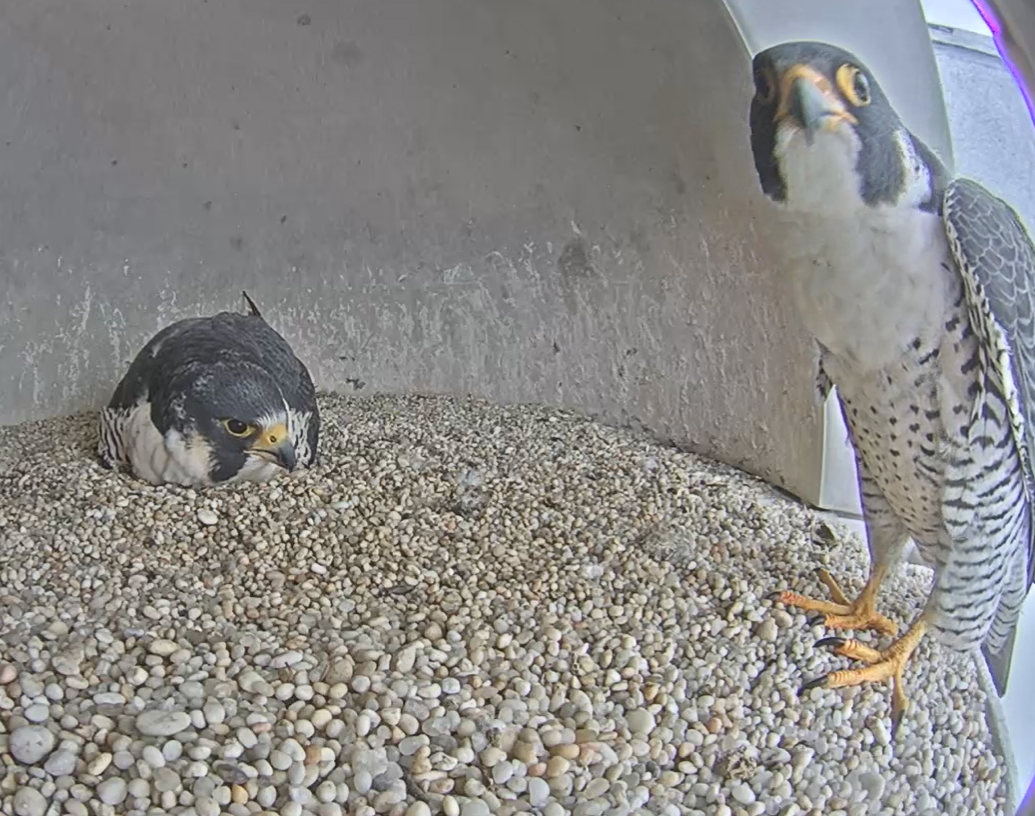 Meet Frida And Mango On Union County’s Peregrine Falcon Cam – County Of ...