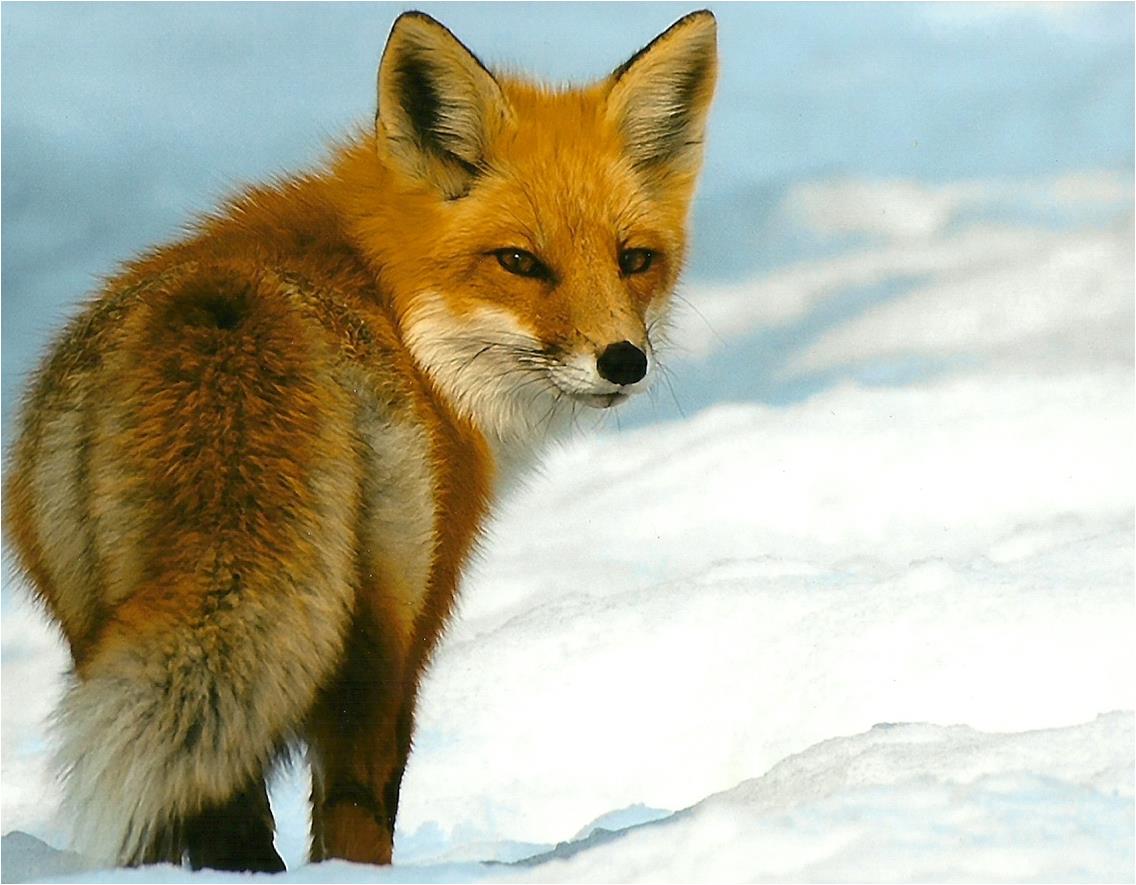 fox in snow staring back into the camera
