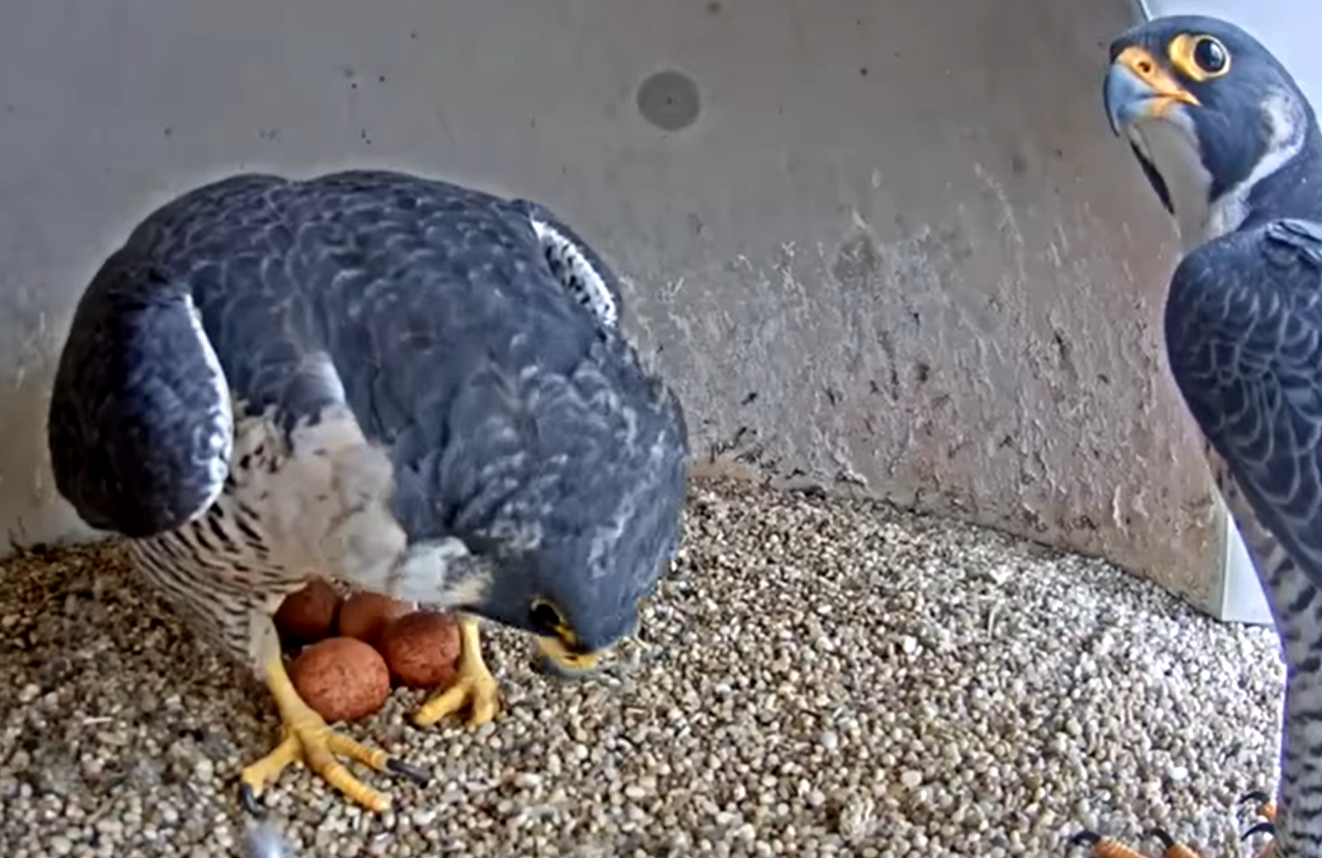 two falcons caring for eggs