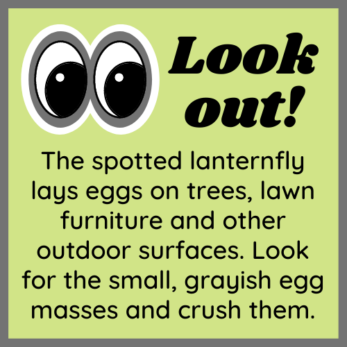 look out for spotted lanternfly flyer