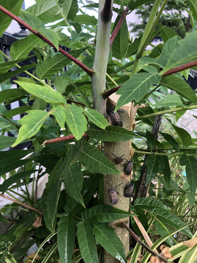 spotted lanternflys on a tree