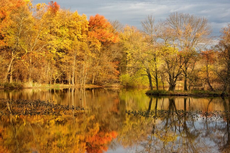image of fall trees and a body of water
