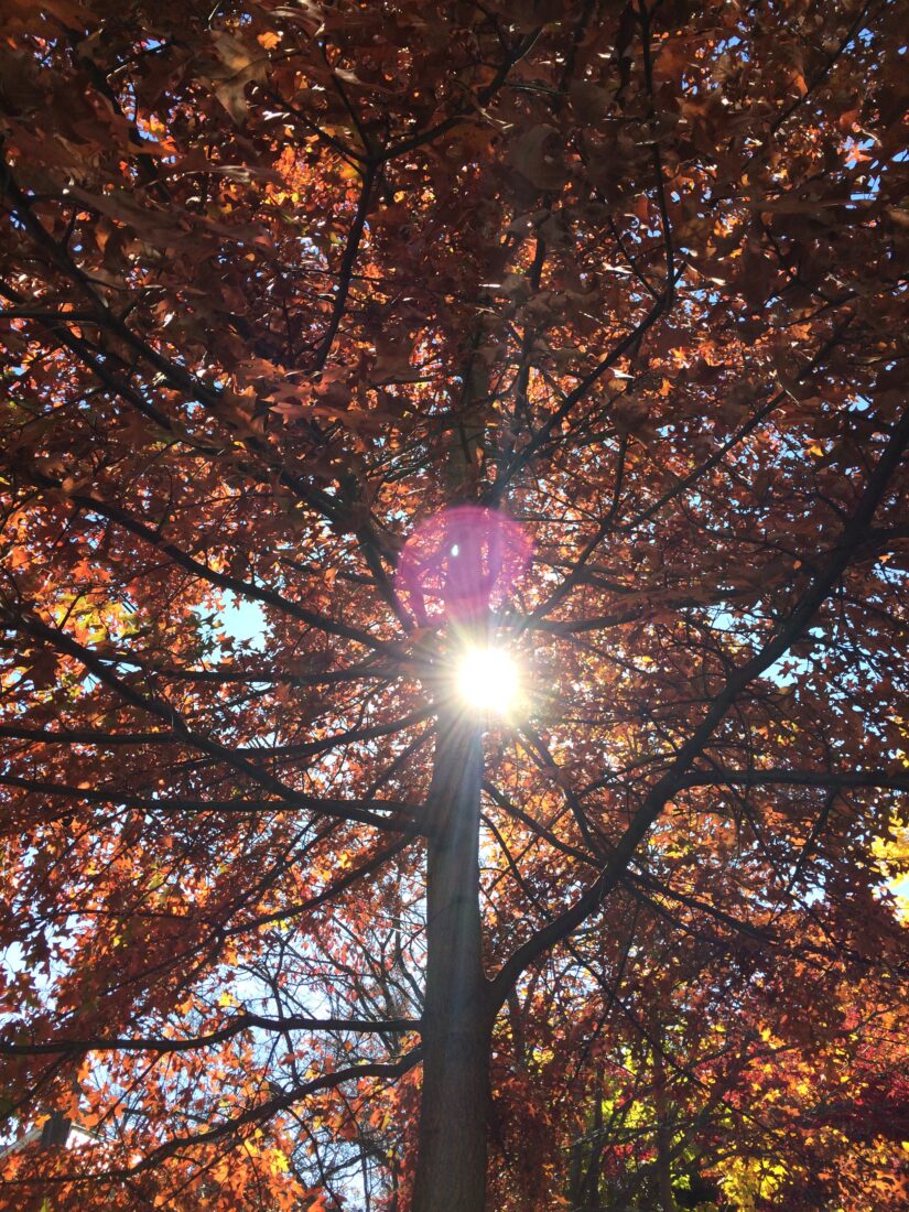 sun shinning through leaves and branches of a large tree