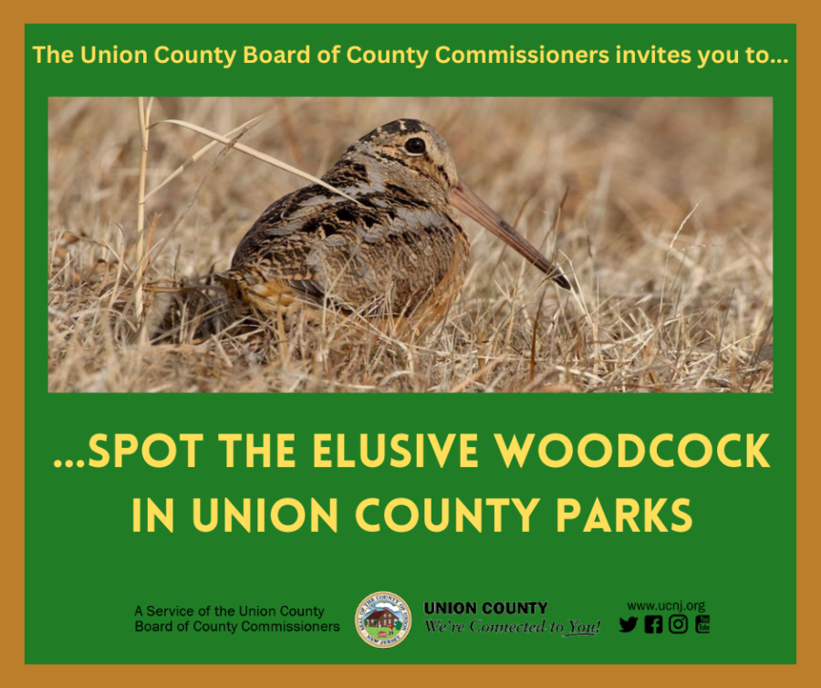 spot the elusive woodcock in union county parks flyer