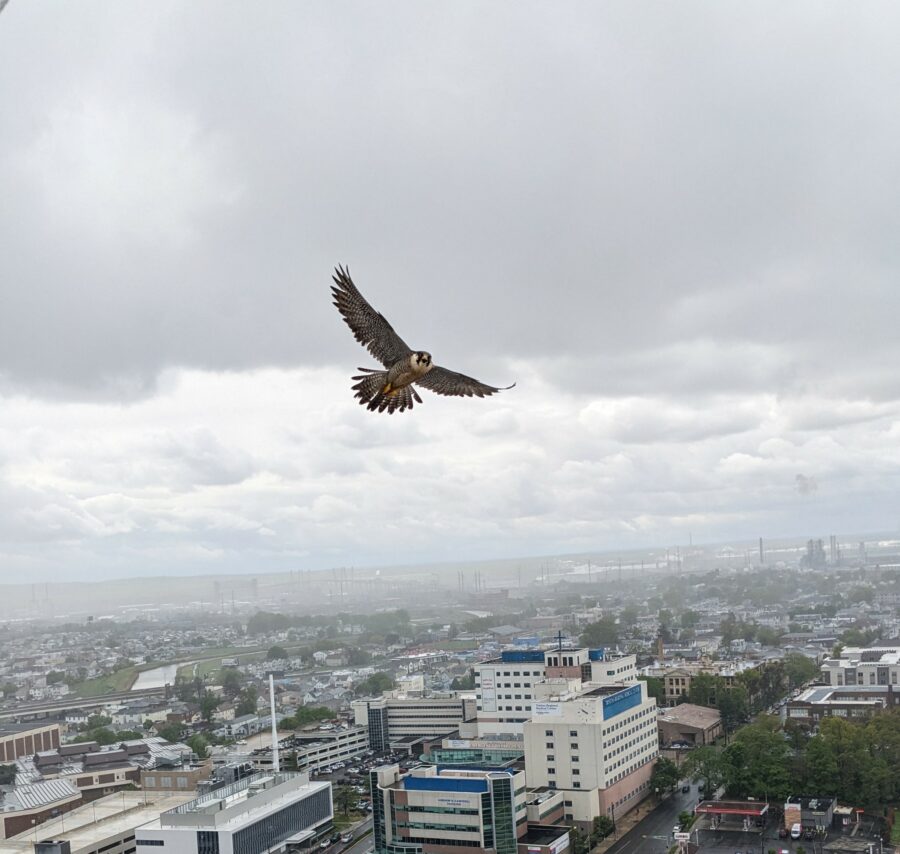 a falcon flying of a cityscape