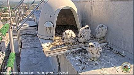 Union County Announces Successful Banding of Four Recently Hatched Peregrine Chicks at the Historic Union County Courthouse Tower