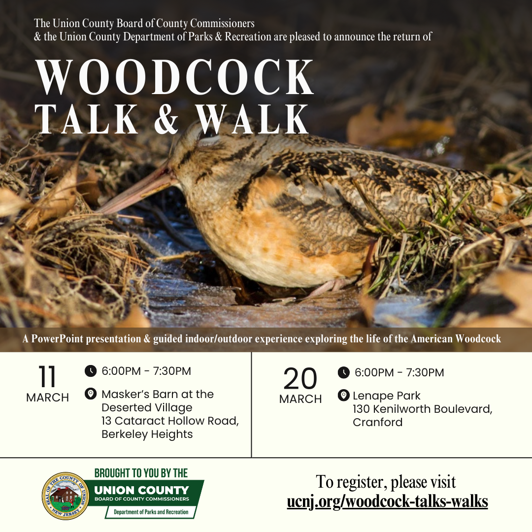 Uncover the Fascinating Story of the American Woodcock This Spring in Union County