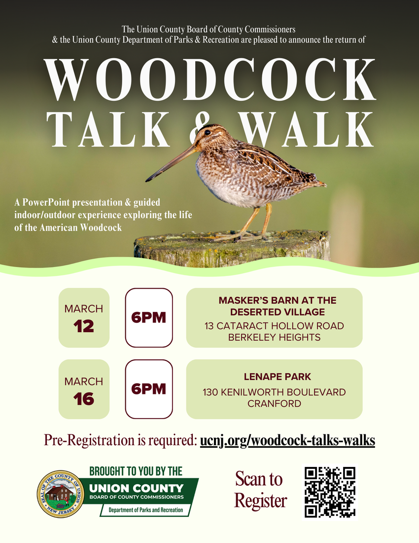 Witness the Woodcock’s Enchanting ‘Sky Dance’ This Spring at Union County’s Woodcock Talk and Walk Events