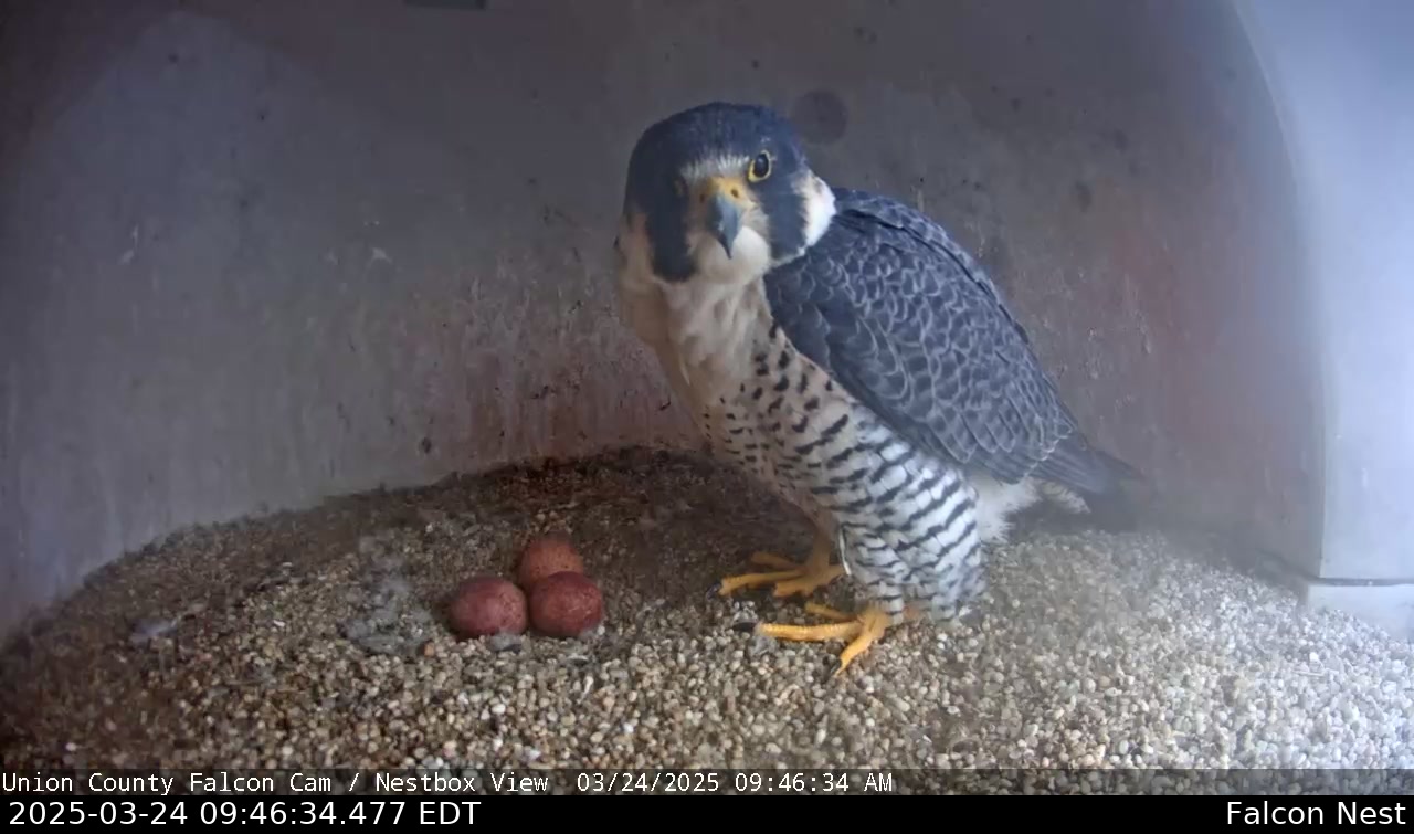 Egg Update