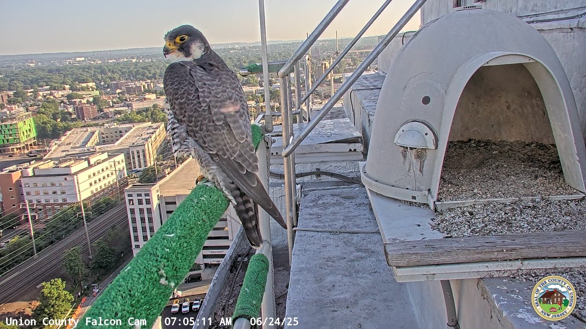 June Fledgling Update