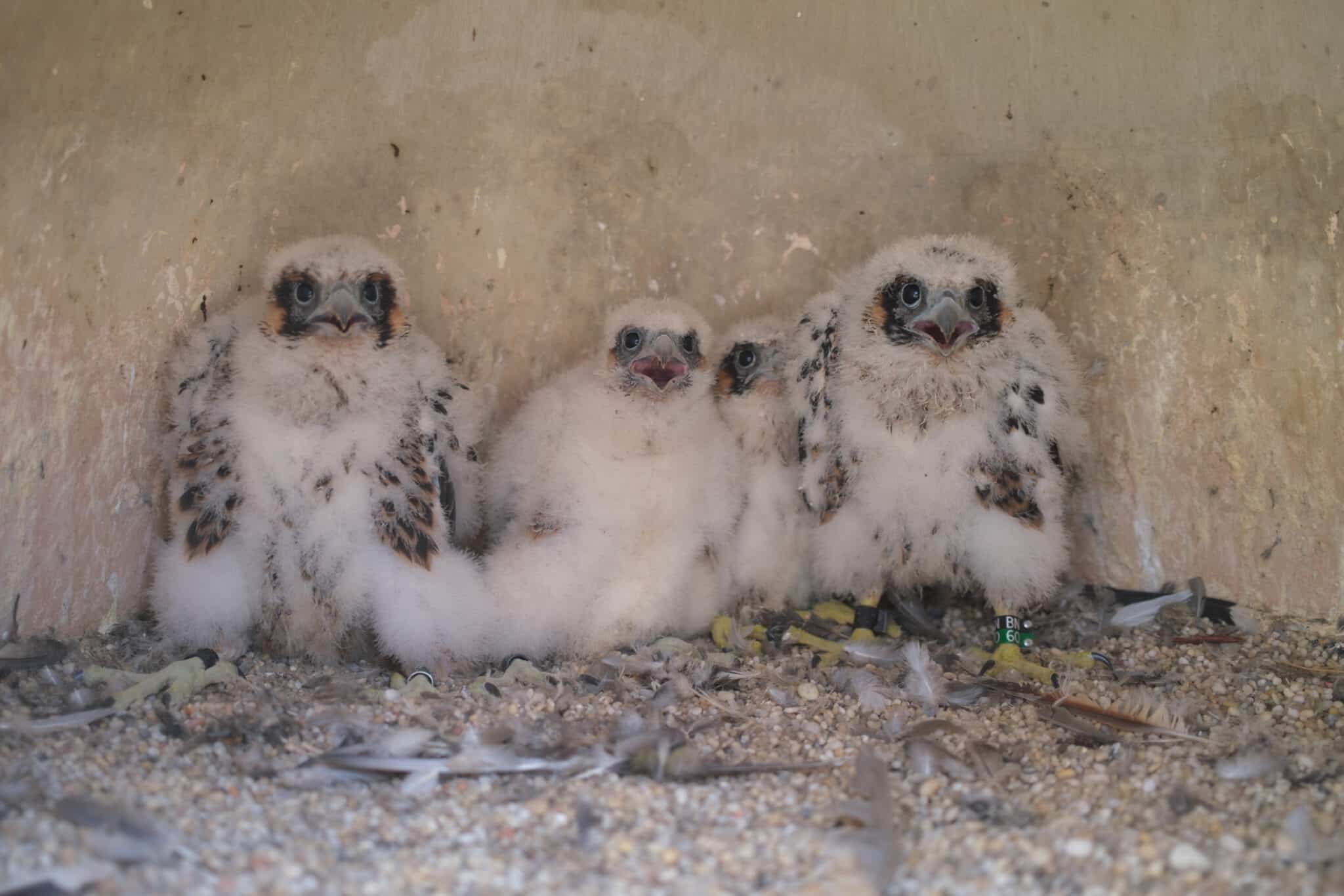 All four of the young falcons banded for future tracking